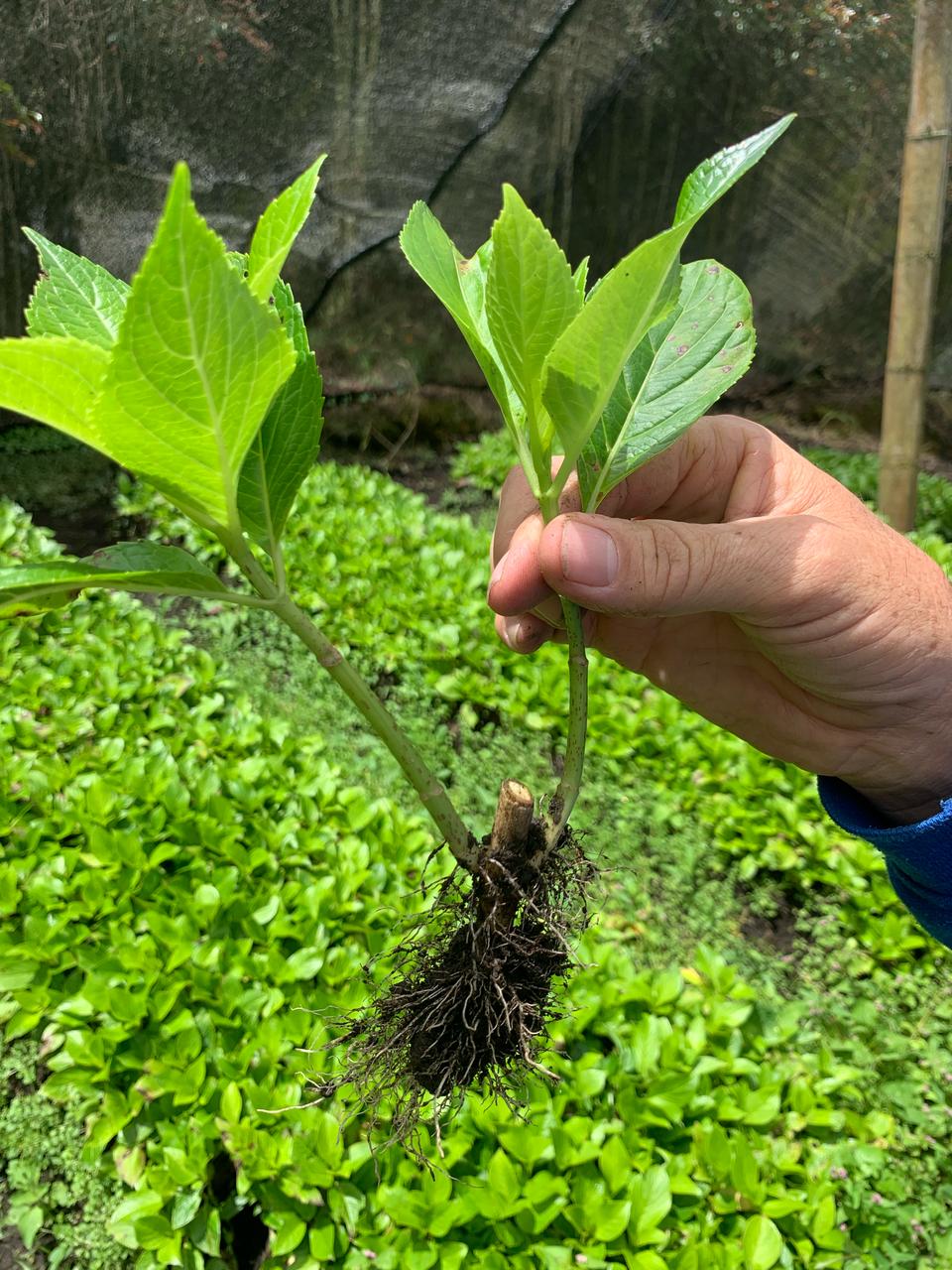 Miniatura 2 de SEMILLAS DE HORTENCIA